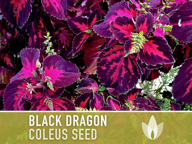 Black Dragon Coleus Seeds | 20+ Seeds, Crimson Foliage, Goth Garden, Indoor & Container, Plectranthus scutellarioides image 7