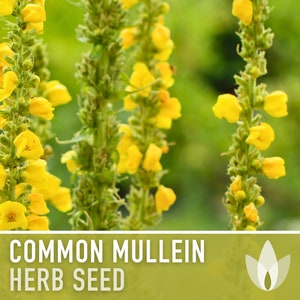 Common Mullein Seeds - Heirloom Seeds, Medicinal Herb Seeds, Verbascum Thapsus, Herbal Remedy, Herbal Tea, Non-GMO