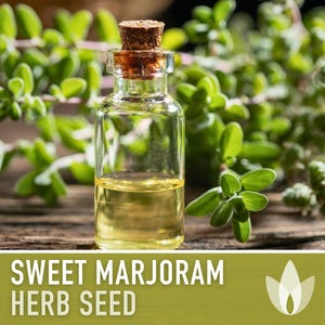 Sweet Marjoram Herb Seeds – Heirloom Culinary Herb, Non-GMO image 7