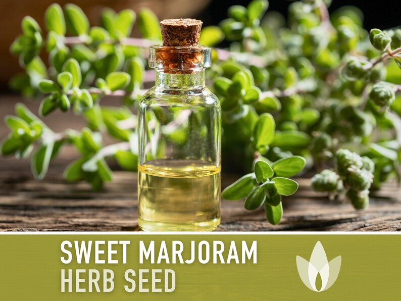 Sweet Marjoram Herb Seeds – Heirloom Culinary Herb, Non-GMO image 7