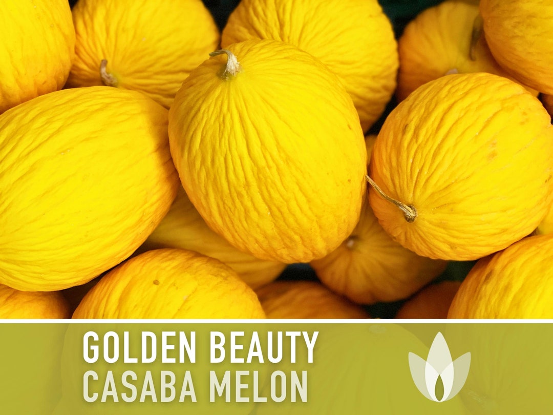 Golden Beauty Casaba Melon Seeds - Heirloom, Non-gmo - Etsy