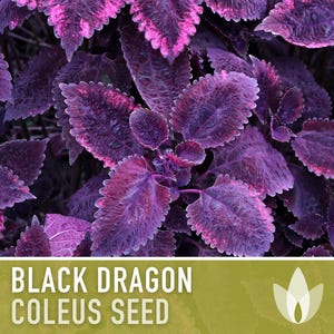 Black Dragon Coleus Seeds | 20+ Seeds, Crimson Foliage, Goth Garden, Indoor & Container, Plectranthus scutellarioides image 11