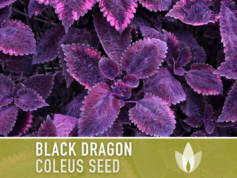 Black Dragon Coleus Seeds | 20+ Seeds, Crimson Foliage, Goth Garden, Indoor & Container, Plectranthus scutellarioides image 11