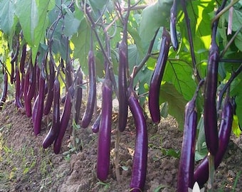 Long Purple Eggplant Heirloom Seeds