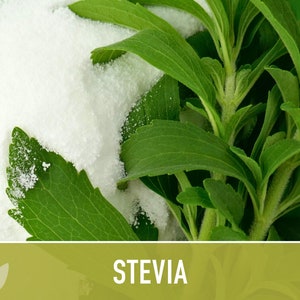 Stevia Sugar Leaf Seeds Heirloom Seeds, Natural Sweetener, Sugar Substitute, Zero Calories, Sweet Herb, Stevia Rebaudiana, Non-GMO image 6