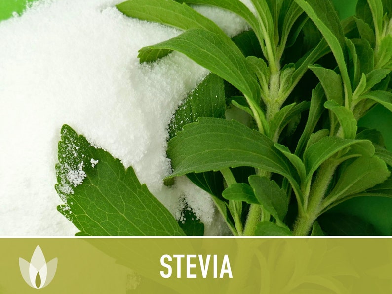 Stevia Sugar Leaf Seeds Heirloom Seeds, Natural Sweetener, Sugar Substitute, Zero Calories, Sweet Herb, Stevia Rebaudiana, Non-GMO image 6