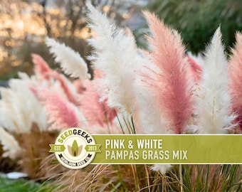 Pink & White Pampas Grass Seeds, Heirloom Ornamental Plant