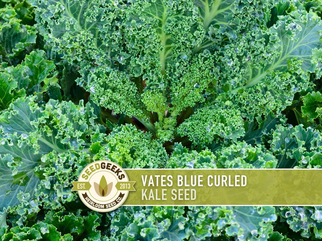Vates Blue Curled Kale Heirloom Seeds – Non-gmo, Open Pollinated - Etsy