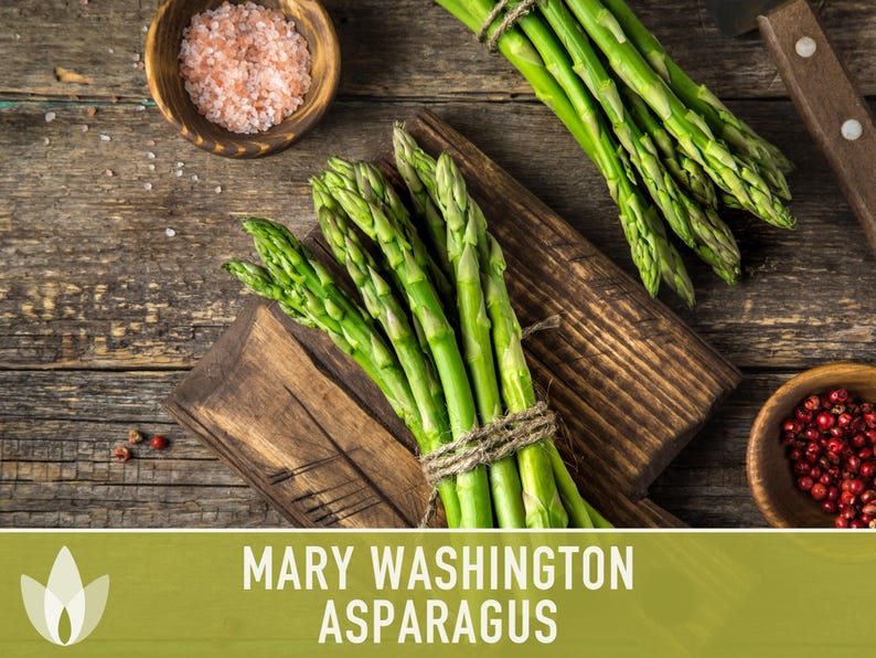Mary Washington Asparagus Seeds, Heirloom Vegetable, Non-GMO image 5