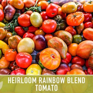 Heirloom Rainbow Blend Tomato Seeds | 25+ Non-GMO, Open Pollinated, Organic, Colorful Varieties Lycopersicon lycopersicum image 5