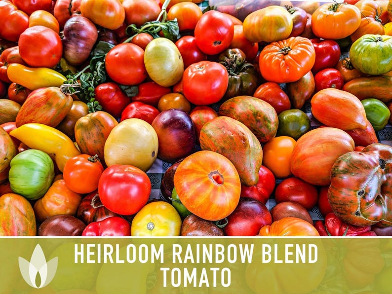 Heirloom Rainbow Blend Tomato Seeds | 25+ Non-GMO, Open Pollinated, Organic, Colorful Varieties Lycopersicon lycopersicum image 5