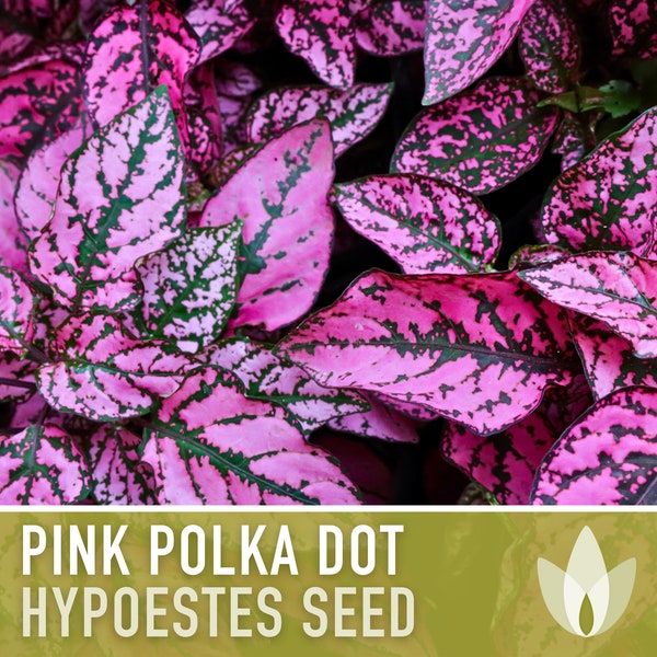 Hypoestes, Pink Polka Dot Flower Seeds - Heirloom Seeds, Polka Dot Plant, Flamingo Plant, Pollinator Friendly, Open Pollinated, Non-GMO