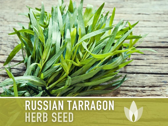 Tarragon 'Russian' Heirloom Seeds - The Little Veggie Patch Co