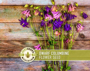 Dwarf Columbine Flower Seeds – Heirloom Aquilegia, Container Garden