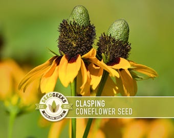 Clasping Coneflower Seeds - Heirloom, Native Wildflower (100 Seeds)