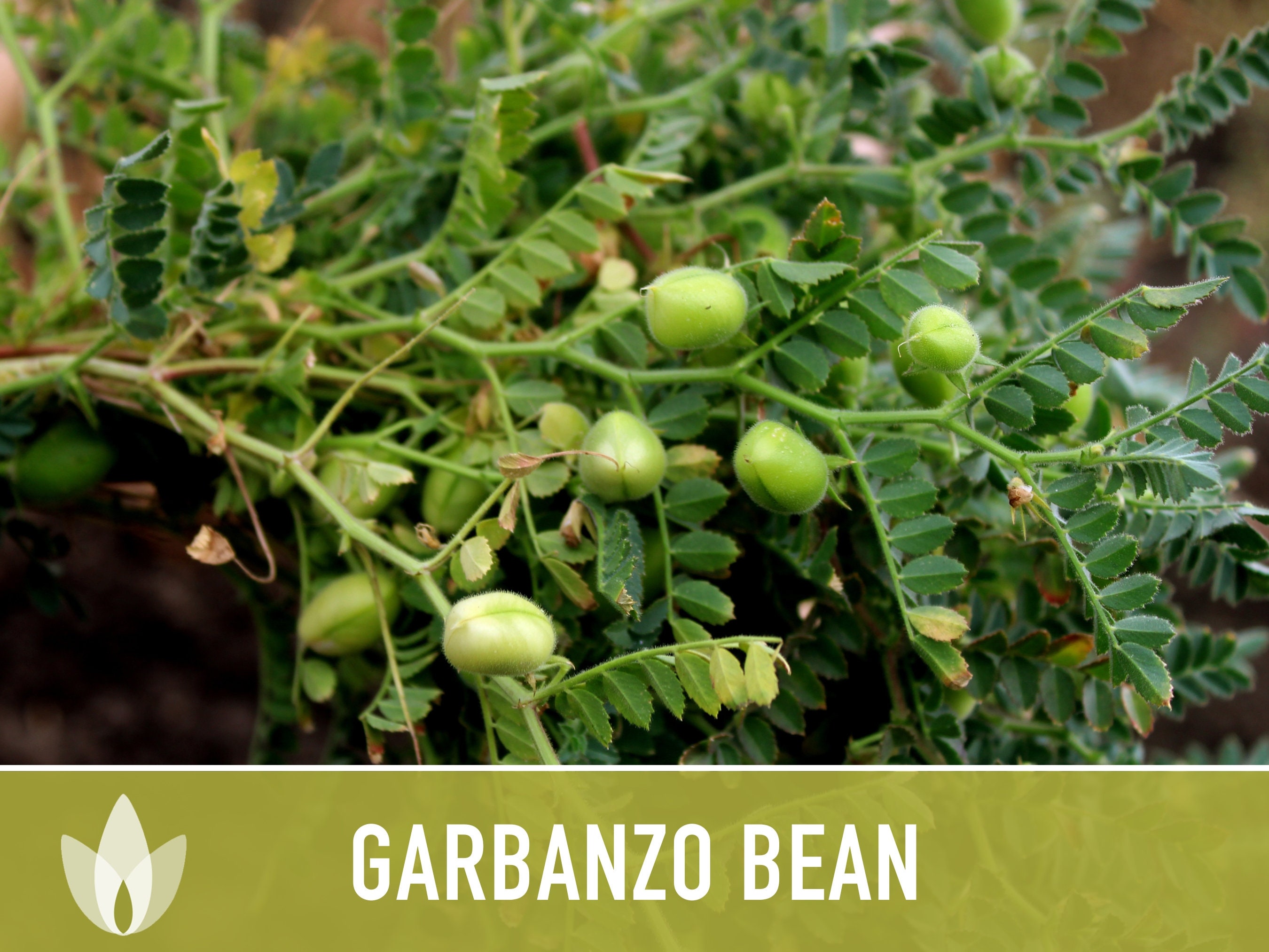 Organic Garbanzo Bean Seeds (Cicer Arietinum) - Non-GMO Heirloom Cover Crop