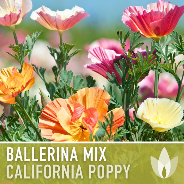 California Poppy, Ballerina Mix Heirloom Seeds - Flower Seeds, Cool Weather Seeds, Flowers, Cool Season Flowers, Annual, California