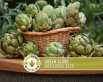 Green Globe Artichoke Seeds, Heirloom Vegetable, Open Pollinated