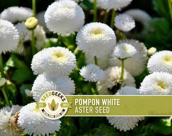 White Pompon Aster Seeds, Heirloom China Aster, Cut Flowers