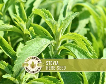 May include: A close-up shot of bright green stevia herb leaves. The image includes the text "STEVIA HERB SEED" on a banner, with a "SEED GEEKS" logo. The leaves are detailed, showing their texture and colour, suitable for culinary or gardening.