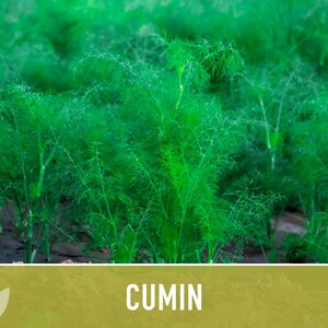 Cumin Herb Heirloom Seeds afbeelding 11