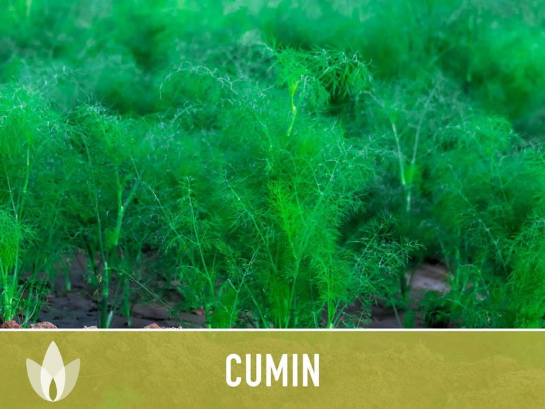 Cumin Herb Heirloom Seeds afbeelding 11