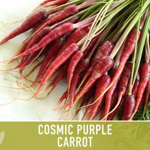 Cosmic Purple Carrot Heirloom Seeds Danvers Carrot, Purple Carrot Seeds, Juicing Carrot, Beta-Carotene, Anthocyanins, Easy to Grow Non-GMO image 4