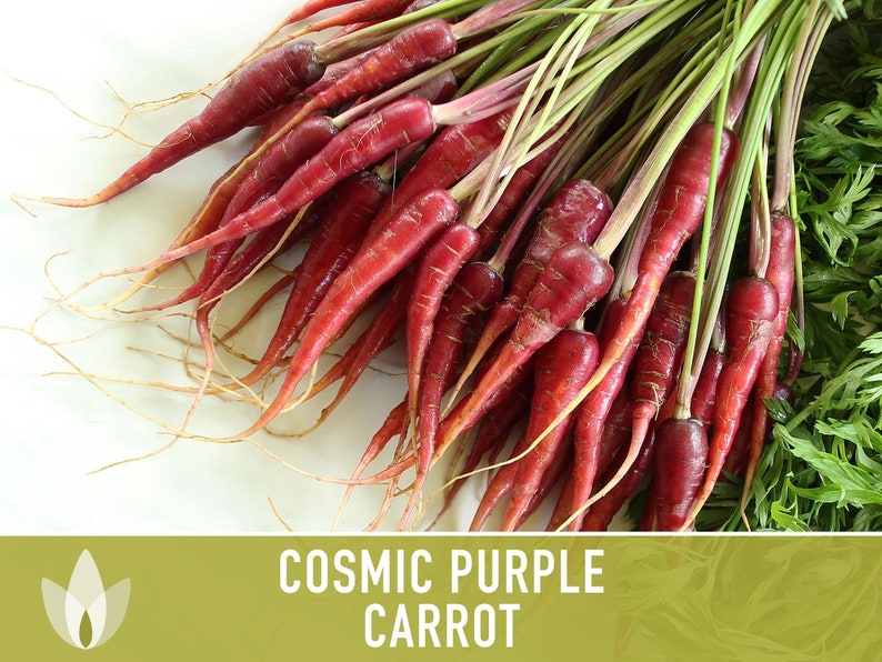 Cosmic Purple Carrot Heirloom Seeds Danvers Carrot, Purple Carrot Seeds, Juicing Carrot, Beta-Carotene, Anthocyanins, Easy to Grow Non-GMO image 4