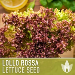 Lollo Rossa Lettuce Seeds - Heirloom Seeds, Crisp Head Lettuce, Curled Leaf, Slow Bolt, Cool Season, Open Pollinated, Non-GMO