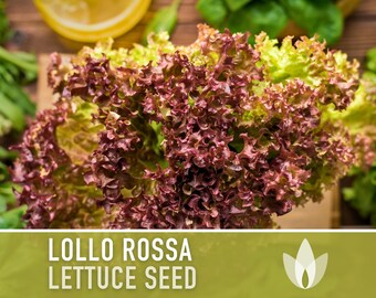 Semi Biologici Di Lattuga Lollo Rossa - Raccolto Bio, Lactuca Sativa, 82900 - Foto 4