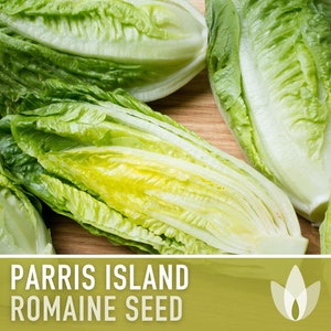 Parris Island Romaine Lettuce Heirloom Seeds - Ceasar Salad, Heat Tolerant, Slow Bolt, Open Pollinated, Non-GMO