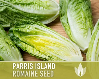 Parris Island Romaine Lettuce Heirloom Seeds - Ceasar Salad, Heat Tolerant, Slow Bolt, Open Pollinated, Non-GMO