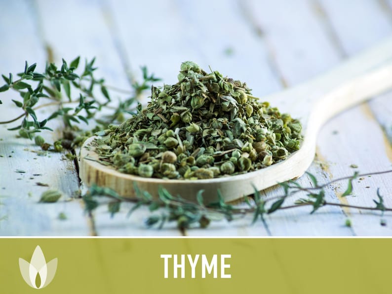 Thyme Herb Seeds | 200+ Seeds, Heirloom, Organic, Culinary, Medicinal, Rare, Perennial, Thymus vulgaris image 7