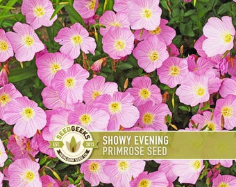 Showy Evening Primrose Flower Seeds – Heirloom Pink Wildflower, Fragrant Bloom
