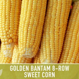 Golden Bantam Sweet Corn Seeds | 50+ Seeds, Non-GMO, Open Pollinated, Heirloom, Zea mays image 7