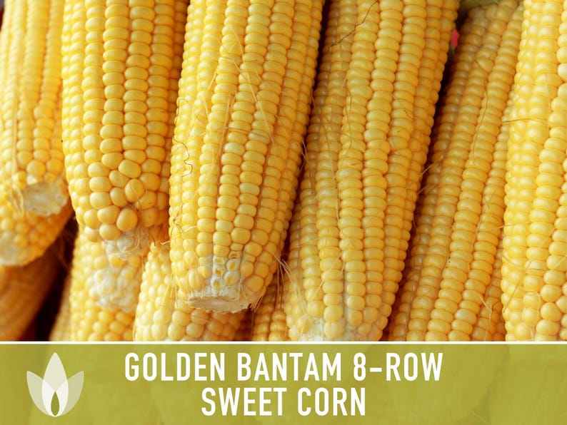 Golden Bantam Sweet Corn Seeds | 50+ Seeds, Non-GMO, Open Pollinated, Heirloom, Zea mays image 7