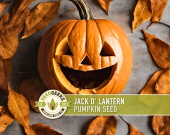 Jack O' Lantern Pumpkin Seeds - Heirloom, Open Pollinated, Non-GMO