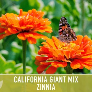 California Giant Zinnia Seed Mix | 100+ Seeds, Heirloom Flowers, Butterfly Garden, Zinnia elegans image 10