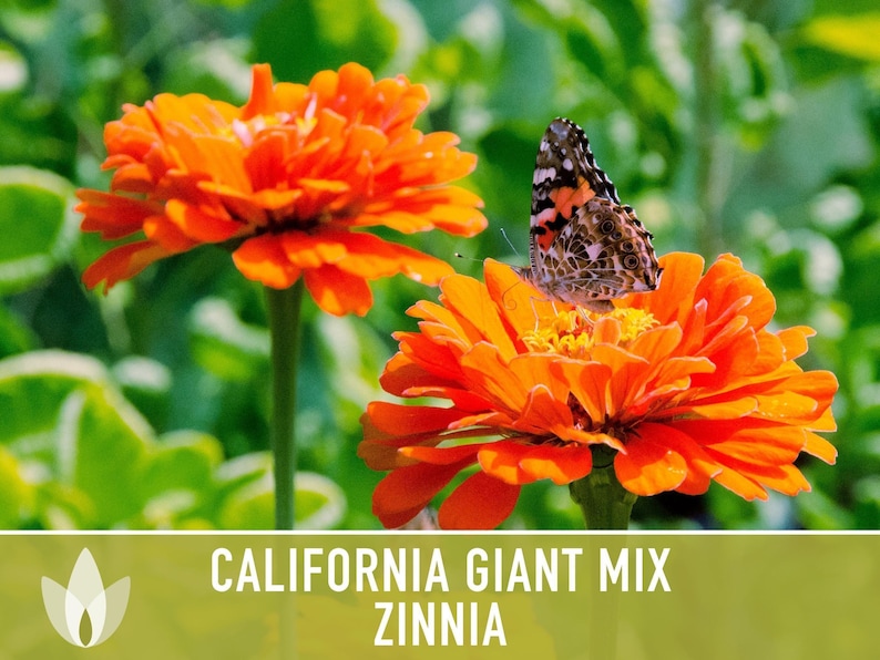 California Giant Zinnia Seed Mix | 100+ Seeds, Heirloom Flowers, Butterfly Garden, Zinnia elegans image 10