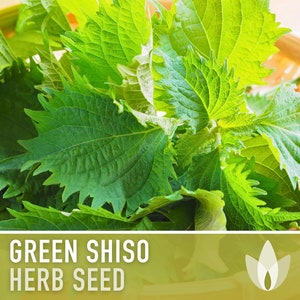 Green Shiso Herb Seeds Heirloom Seeds, Asian Seeds, Culinary Herb, Perilla Seeds, Umeboshi Plums, Radish Pickles, Open Pollinated, Non-GMO image 1