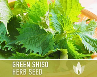 Green Shiso Herb Seeds - Heirloom Seeds, Asian Seeds, Culinary Herb, Perilla Seeds, Umeboshi Plums, Radish Pickles, Open Pollinated, Non-GMO