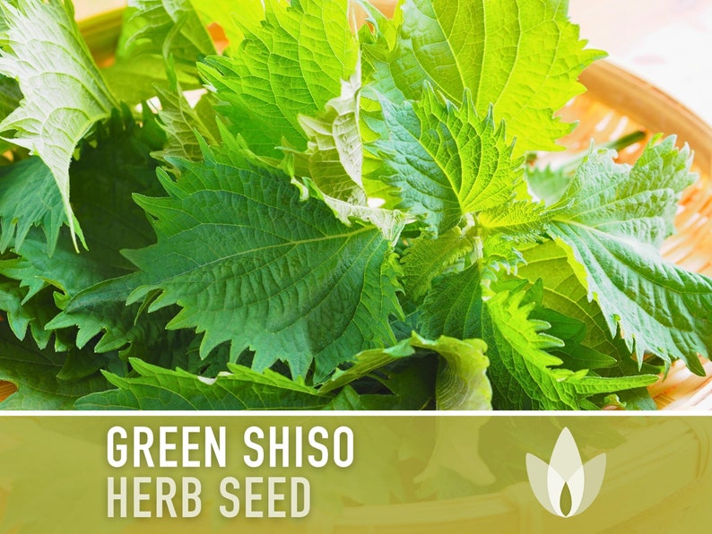 Green Shiso Herb Seeds Heirloom Seeds, Asian Seeds, Culinary Herb, Perilla Seeds, Umeboshi Plums, Radish Pickles, Open Pollinated, Non-GMO image 1