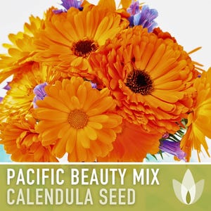Calendula Pacific Beauty Flower Seeds – Heirloom Cottage Garden image 9
