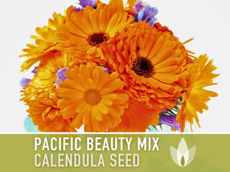 Calendula Pacific Beauty Flower Seeds – Heirloom Cottage Garden image 9