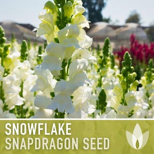 Snapdragon, Snowflake Flower Seed - 100 Heirloom Seeds, Snowy White Blooms, Cottage Wedding Garden, Fairy Garden, Antirrhinum Majus, Non-GMO