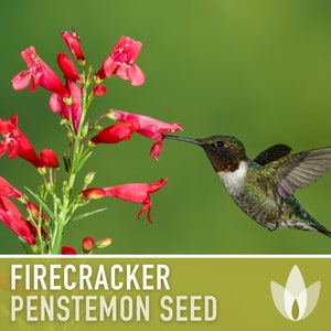 Firecracker Penstemon (Beardtongue) Seeds - Heirloom Seeds, Native Wildflower, Pollinator Garden, Penstemon Eatonii, OP, Non-GMO