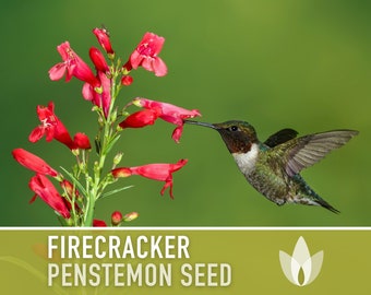 Firecracker Penstemon (Beardtongue) Seeds - Heirloom Seeds, Native Wildflower, Pollinator Garden, Penstemon Eatonii, OP, Non-GMO