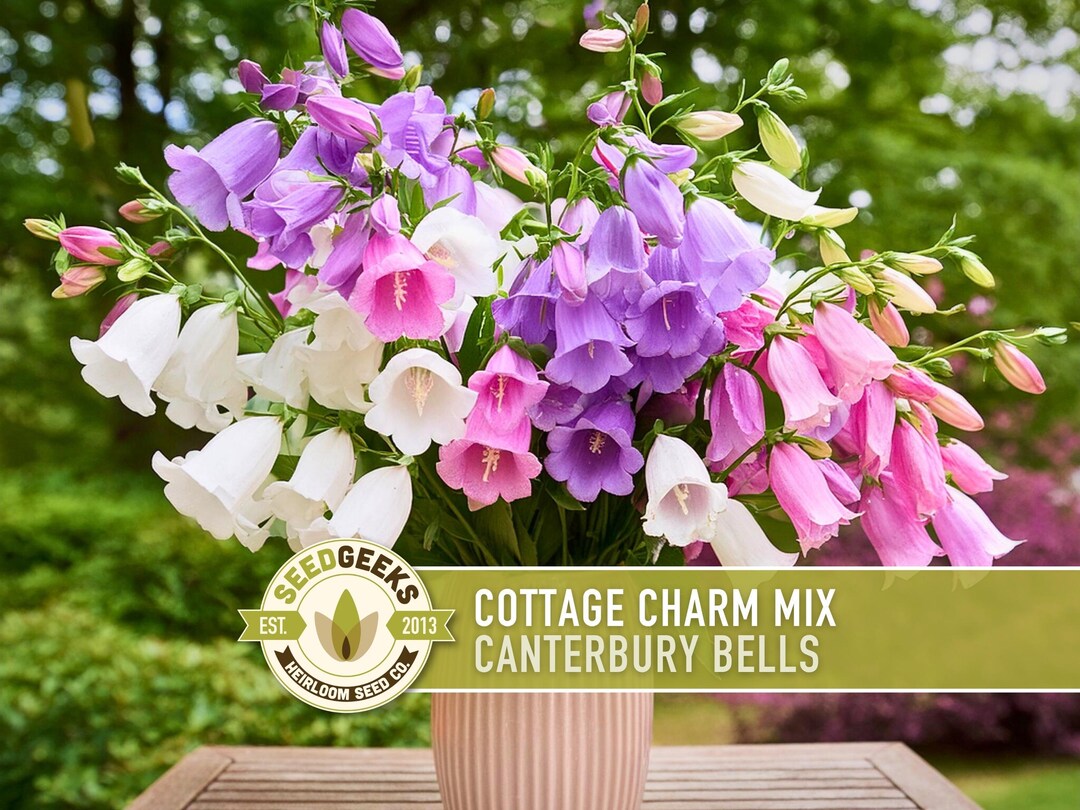 Canterbury Bells Cottage Charm Mix Seeds | 100+ Seeds, Organic