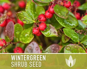 Wintergreen Seeds - Heirloom Seeds, Eastern Teaberry, Medicinal & Culinary Herb, Ground Cover, Open Pollinated, Non-GMO