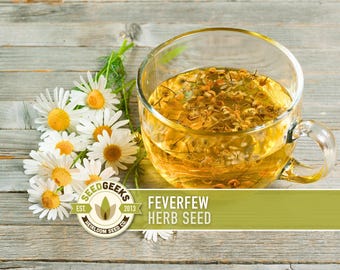 Feverfew Herb Seeds - Open Pollinated, Medicinal Tea